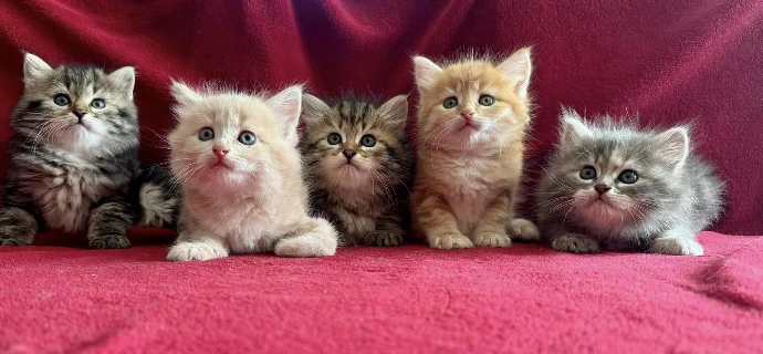 chatons sibérien